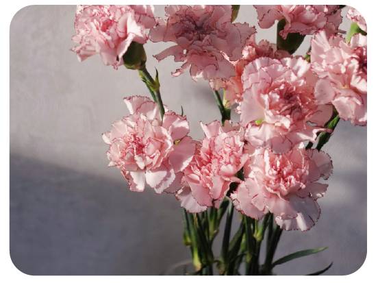 Flores directas de la finca