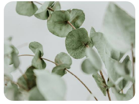 Verdes ornamentales